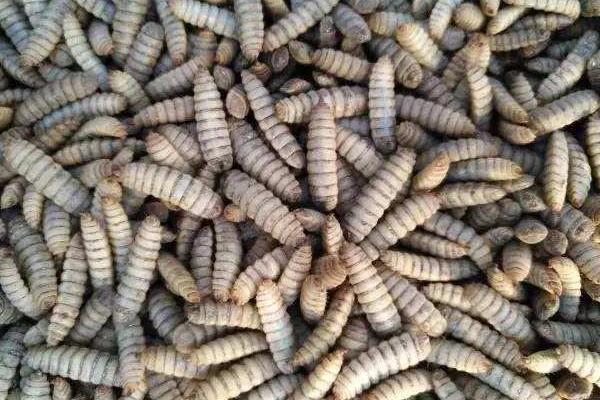 黑水虻養(yǎng)殖利潤與成本，黑水虻的用途