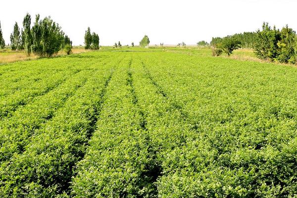 甜草苗功效與作用，甜草苗是什么？又叫什么？