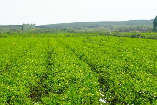 甜草苗功效與作用，甜草苗是什么？又叫什么？