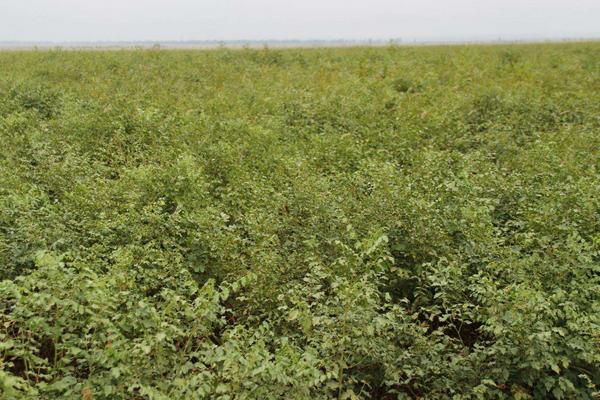 甜草苗功效與作用，甜草苗是什么？又叫什么？