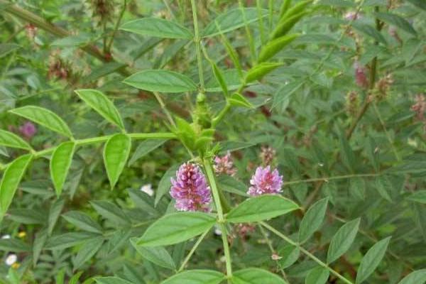 甜草苗功效與作用，甜草苗是什么？又叫什么？