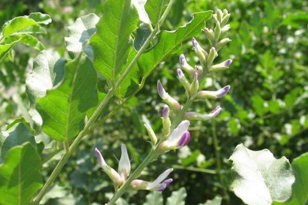 甜草苗功效與作用，甜草苗是什么？又叫什么？