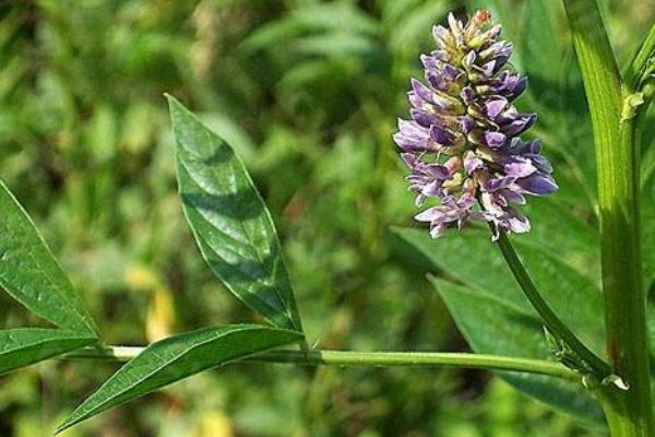 甜草苗功效與作用，甜草苗是什么？又叫什么？