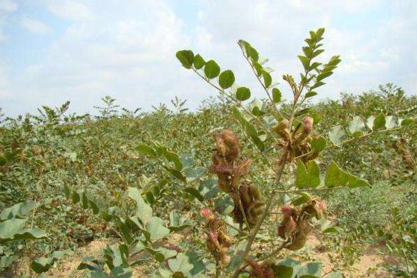 甜草苗功效與作用，甜草苗是什么？又叫什么？