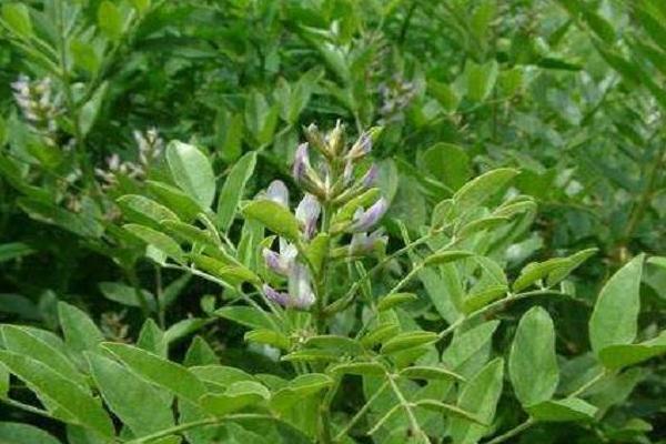 甜草苗功效與作用，甜草苗是什么？又叫什么？