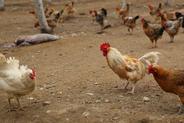 豆渣養雞的方法和配方
