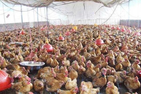 豆渣養雞的方法和配方