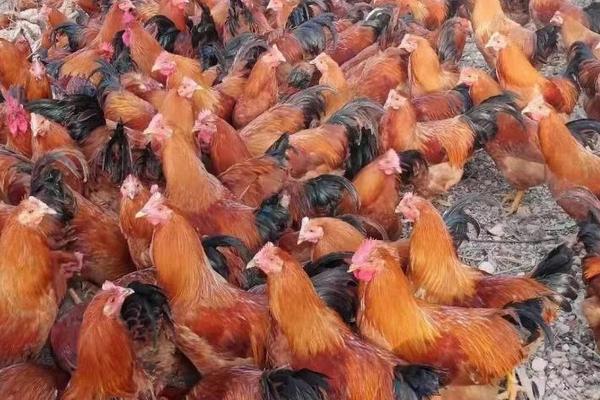 豆渣養雞的方法和配方