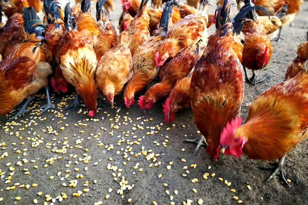 豆渣養雞的方法和配方