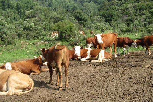 養牛的利潤與成本計算，這才是真實利潤及風險