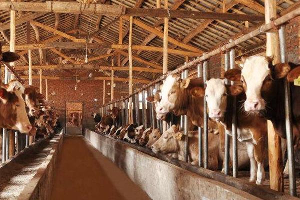 養牛的利潤與成本計算，這才是真實利潤及風險