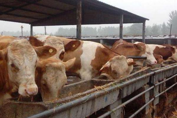 養牛的利潤與成本計算，這才是真實利潤及風險