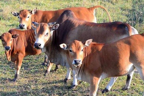 養牛的利潤與成本計算，這才是真實利潤及風險