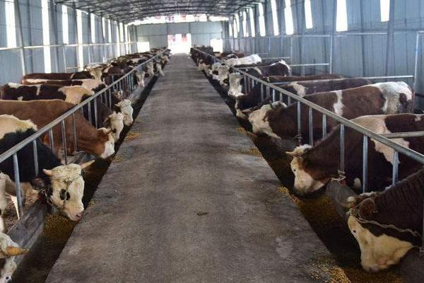 養牛的利潤與成本計算，這才是真實利潤及風險