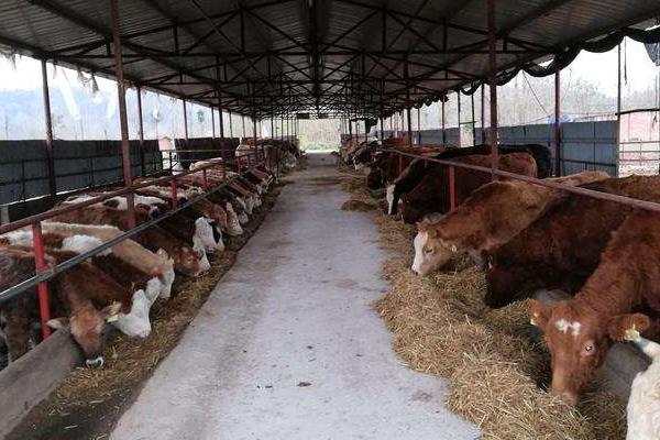 養牛的利潤與成本計算，這才是真實利潤及風險