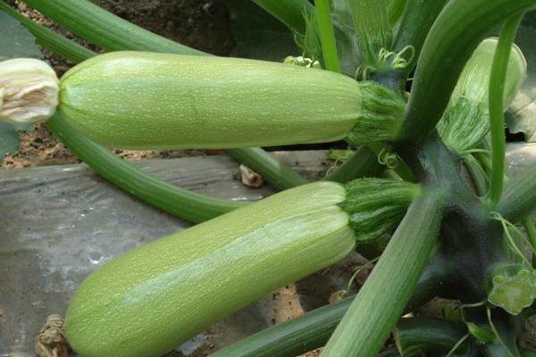 西葫蘆最怕的農藥是什么？西葫蘆怕高溫、霜凍嗎？