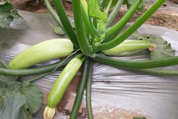 西葫蘆最怕的農藥是什么？西葫蘆怕高溫、霜凍嗎？