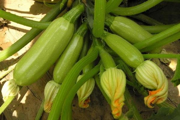 西葫蘆最怕的農藥是什么？西葫蘆怕高溫、霜凍嗎？