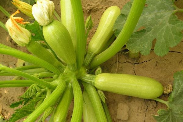 西葫蘆最怕的農藥是什么？西葫蘆怕高溫、霜凍嗎？