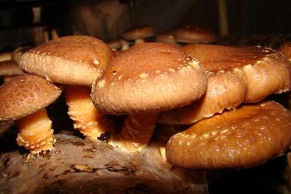 香菇高產配方，推薦3個高產香菇品種