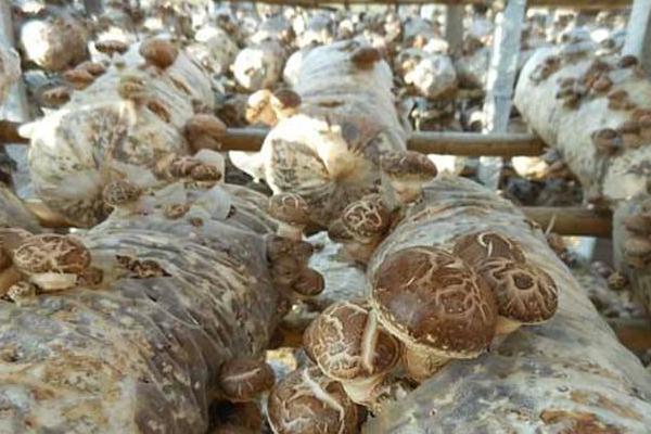 香菇高產配方，推薦3個高產香菇品種