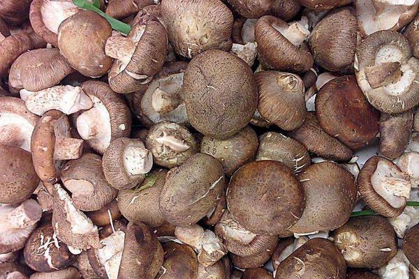 香菇高產配方，推薦3個高產香菇品種