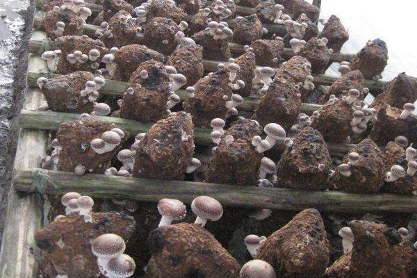 香菇高產配方，推薦3個高產香菇品種