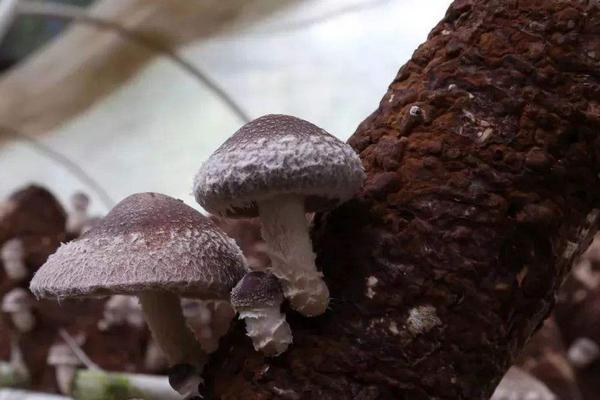 香菇高產配方，推薦3個高產香菇品種