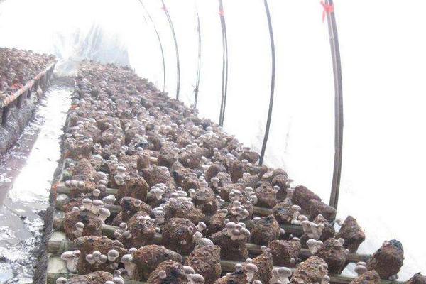 香菇高產配方，推薦3個高產香菇品種