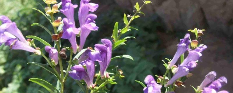 黃芩種植技術(shù)及畝收益，附前景分析