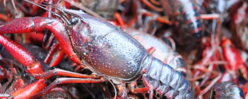 殺小龍蝦的教程(正確的方法步驟)