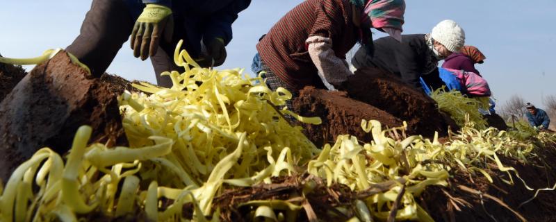 韭黃最簡單種植方法,韭黃是怎么種出來的