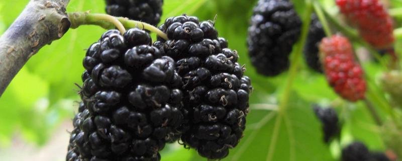 桑葚種植利潤一畝多少？畝產量多少？