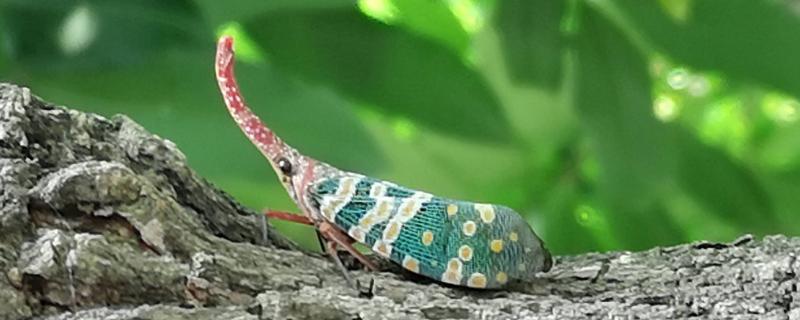 龍眼雞一只多少元？有毒嗎？可以吃嗎？