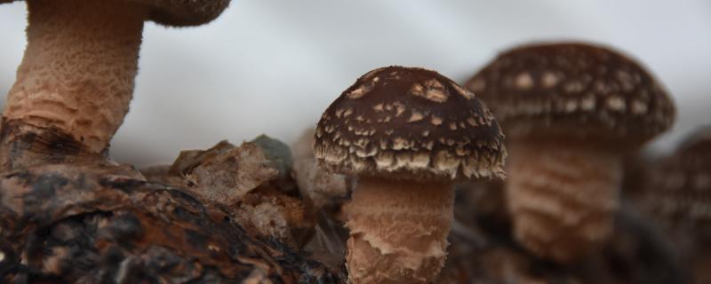 香菇高產配方，推薦3個高產香菇品種