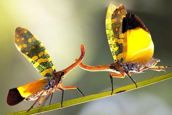 龍眼雞一只多少元？有毒嗎？可以吃嗎？