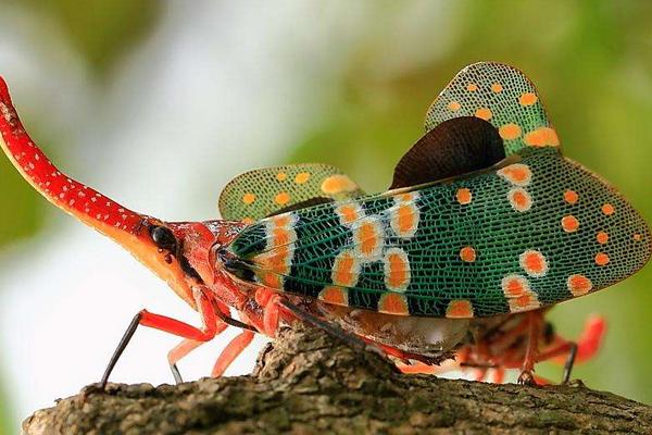 龍眼雞一只多少元？有毒嗎？可以吃嗎？