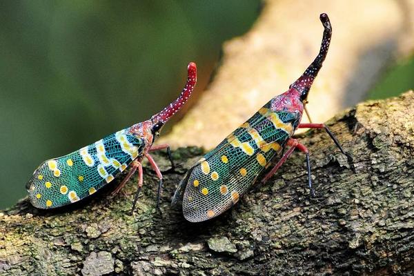 龍眼雞一只多少元？有毒嗎？可以吃嗎？