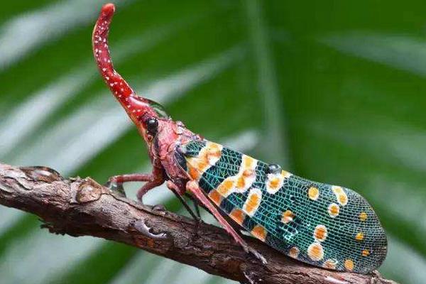 龍眼雞一只多少元？有毒嗎？可以吃嗎？