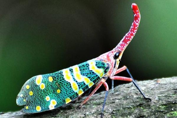 龍眼雞一只多少元？有毒嗎？可以吃嗎？