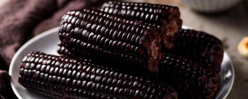 黑色玉米和普通玉米哪個營養比較高，哪個減肥好