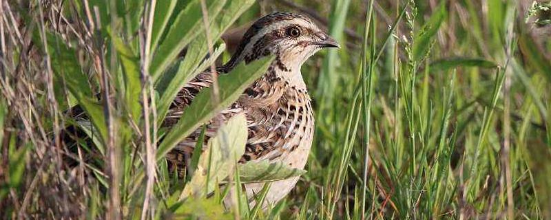 10000只鵪鶉一天多少斤蛋，吃多少飼料