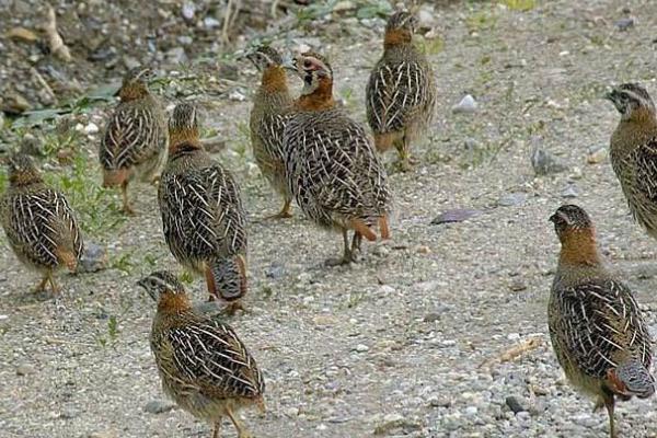 10000只鵪鶉一天多少斤蛋，吃多少飼料