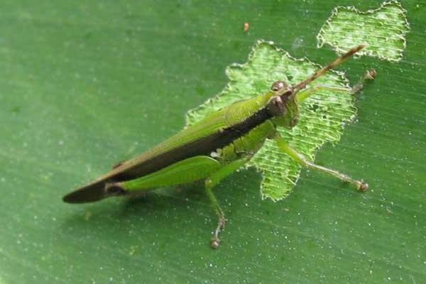 蝗蟲種類圖片介紹