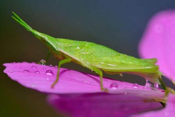 蝗蟲種類圖片介紹