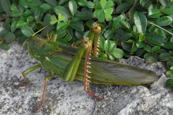 蝗蟲種類圖片介紹