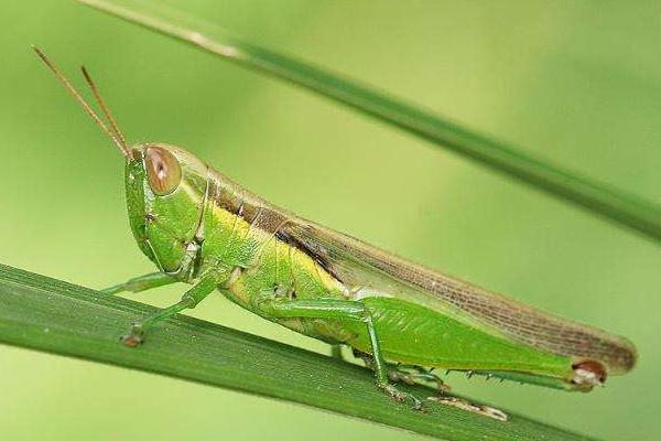 蝗蟲種類圖片介紹