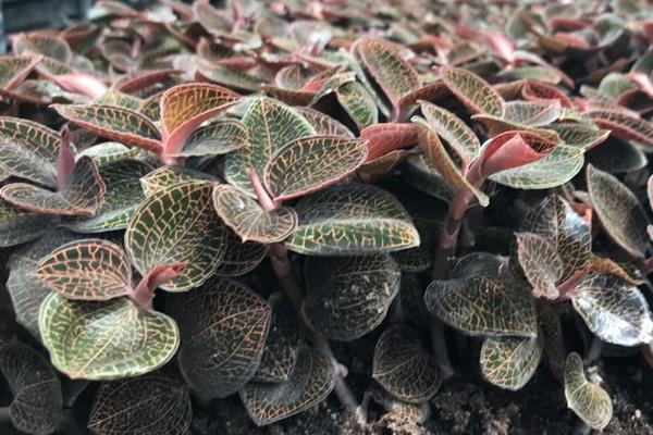 種植金線蓮是騙局嗎？前景如何？賺錢嗎？