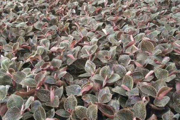 種植金線蓮是騙局嗎？前景如何？賺錢嗎？