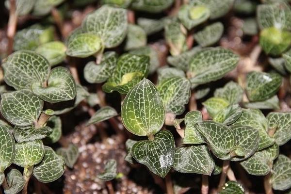 種植金線蓮是騙局嗎？前景如何？賺錢嗎？